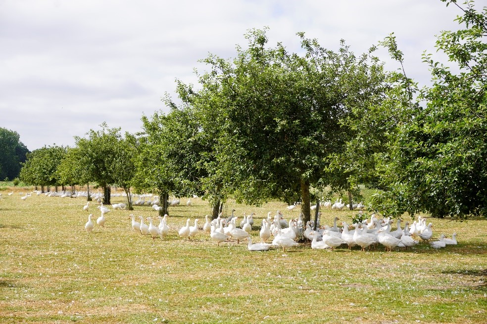 7 Auslaufmanagement bei Mastgänsen Fokus Tierwohl