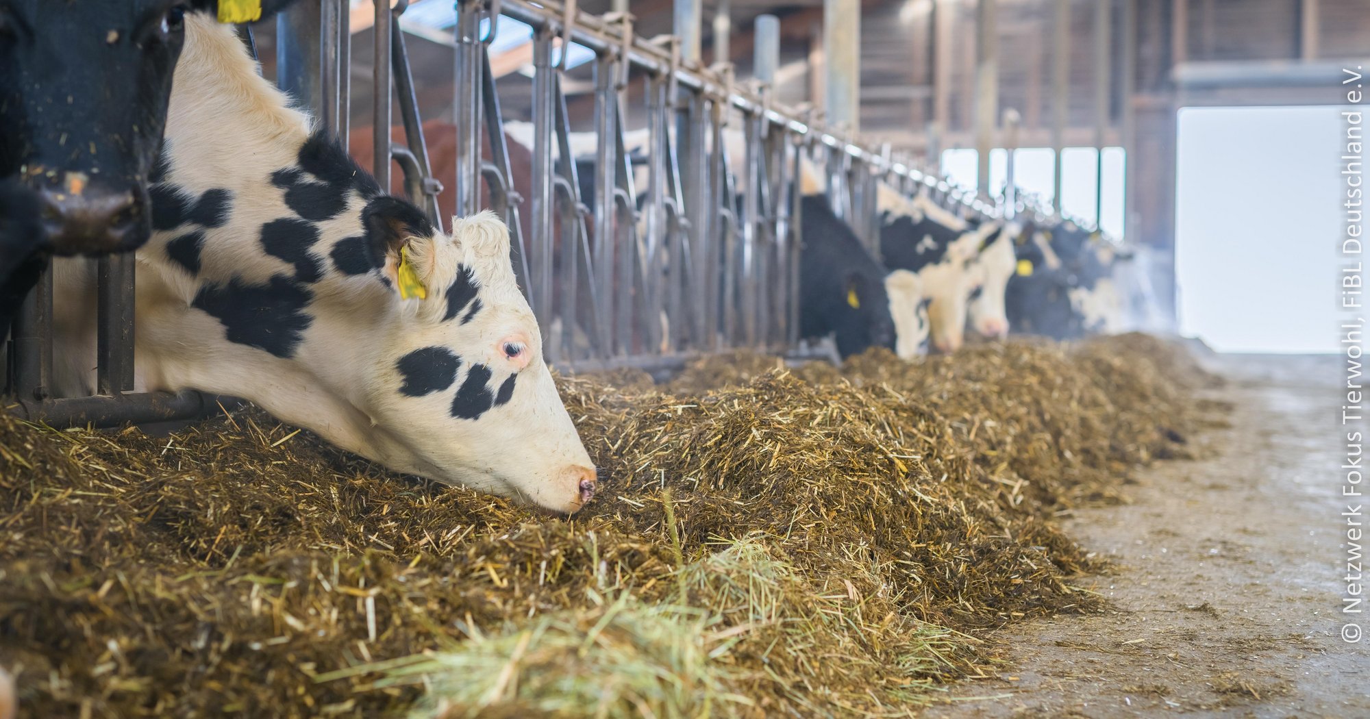 Tierwohl Rind Gesundheitszuchtwerte
